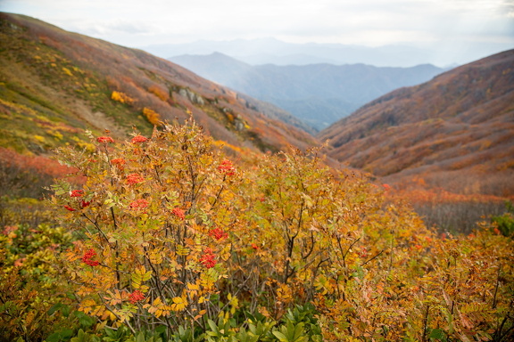 Грузия, Аджария